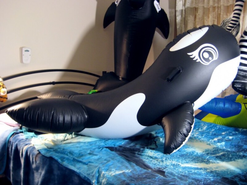 Sunco Boof-headed Orca